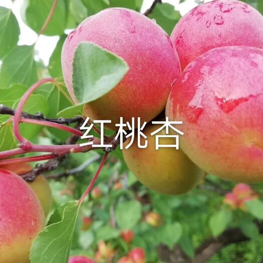 北票市玫瑰香甜杏树苗 大杏苗