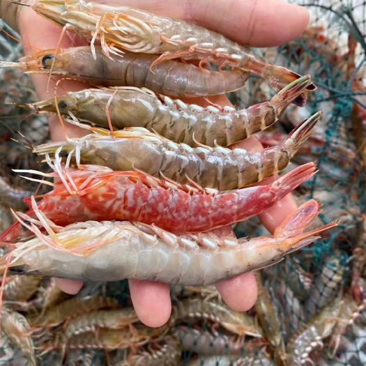 饶平县九节虾 本港海杂虾