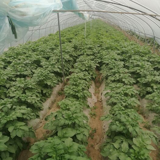 微山县荷兰15号土豆 统货