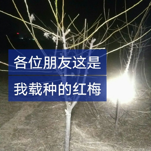 莒南县雪里红芥菜
