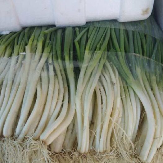 惠水县香葱 品质价优