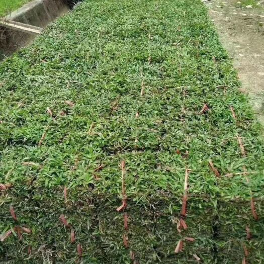 博罗县大叶油草