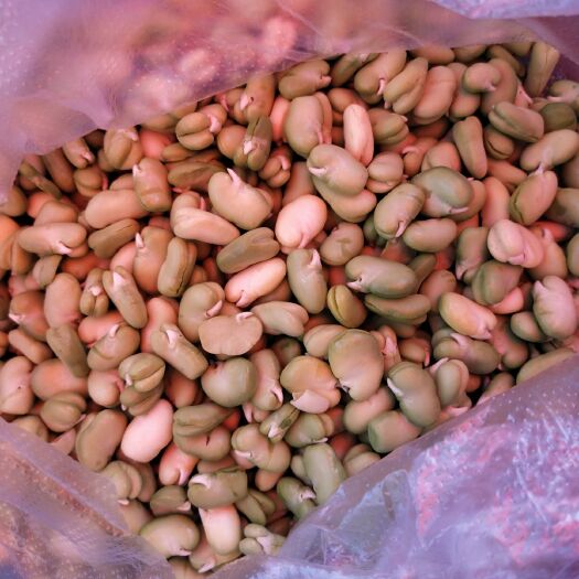 洱源县 产地大量批发青蚕豆带壳鲜蚕豆去皮蚕豆