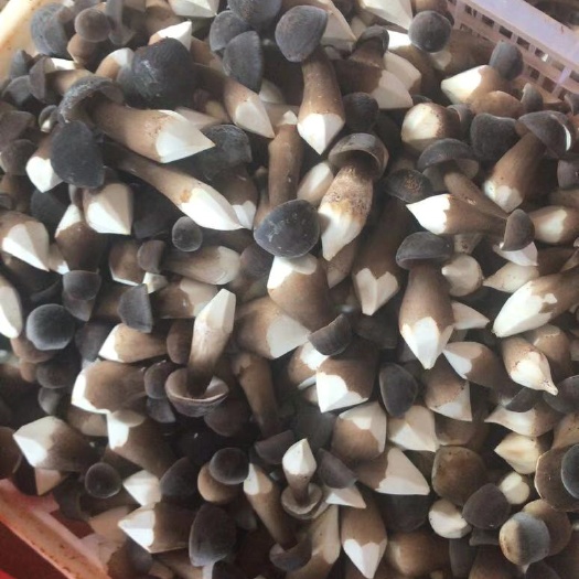 韶关鸡枞菌 广东基地生产，大量一级二级统货。欢迎大家质询批发