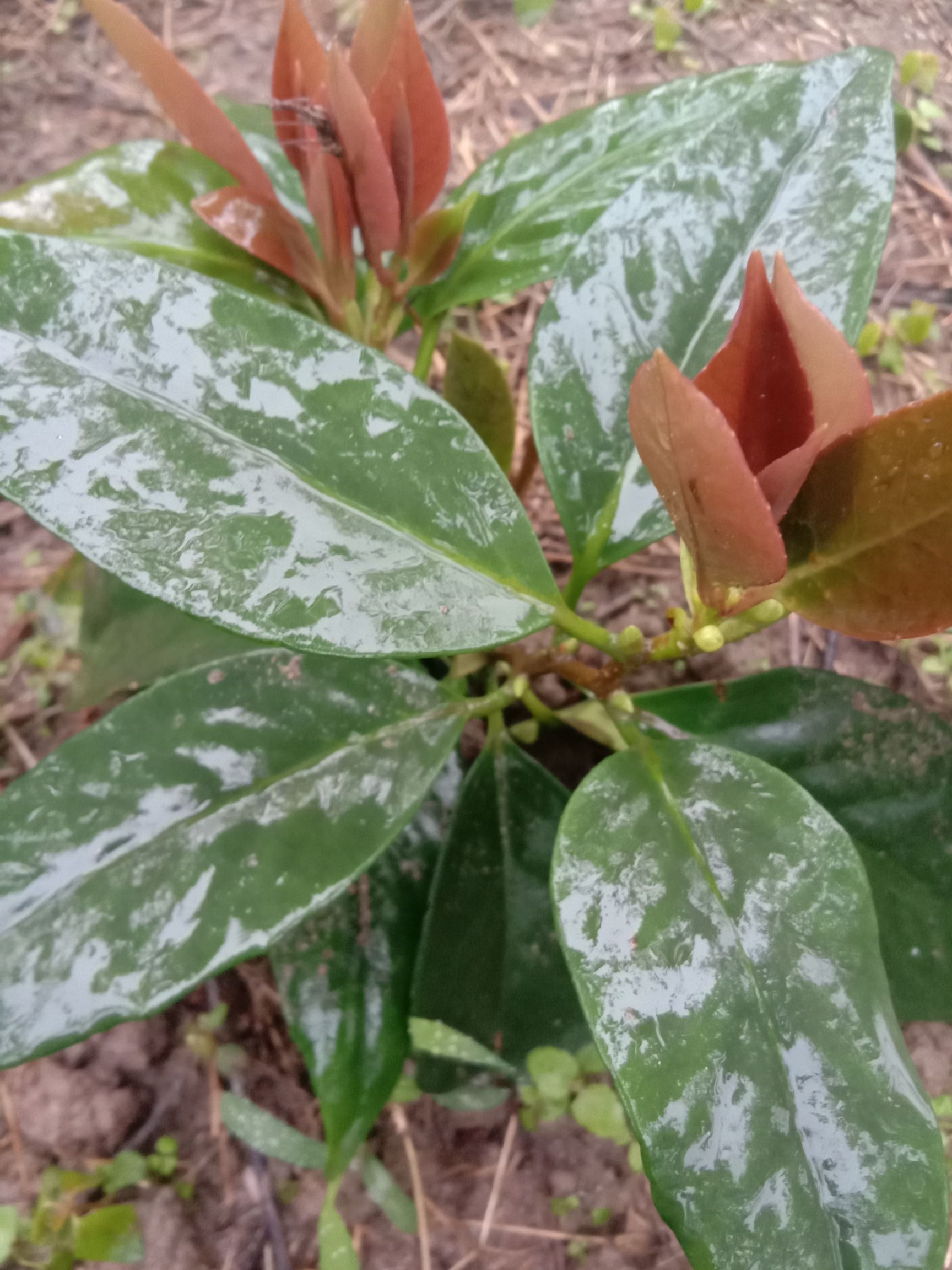 黑老虎 新一代品种，平地可种植，当年种植当年开花，第二年可挂果