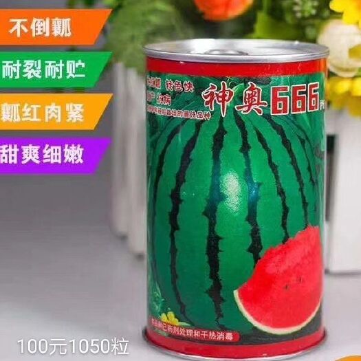 依安县神奥西瓜种子 特大红瓤大地雷神奥666