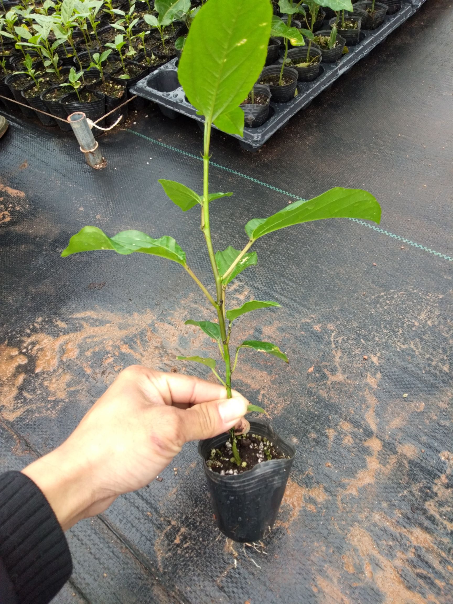  百香果苗芭乐百香果苗
