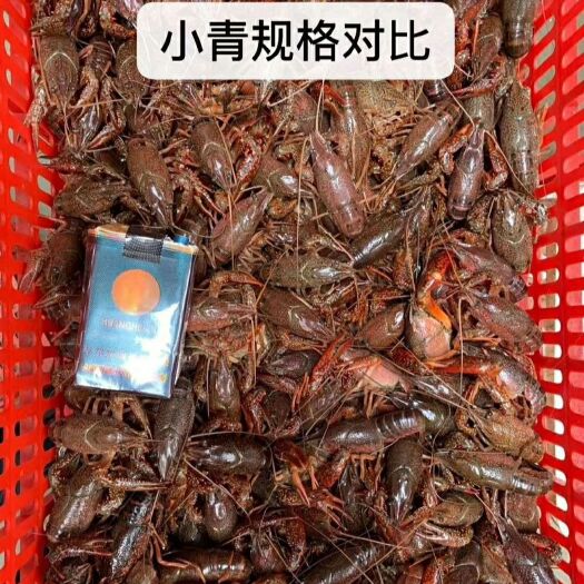 监利市监利小龙虾 2-4钱 湖虾