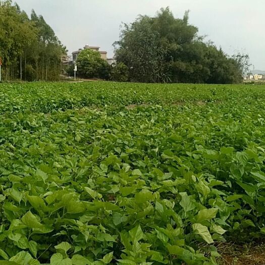 英德市速冻桑叶菜 桑叶新鲜桑叶桑芽菜绿色食品食用桑叶冰鲜桑叶桑芽菜
