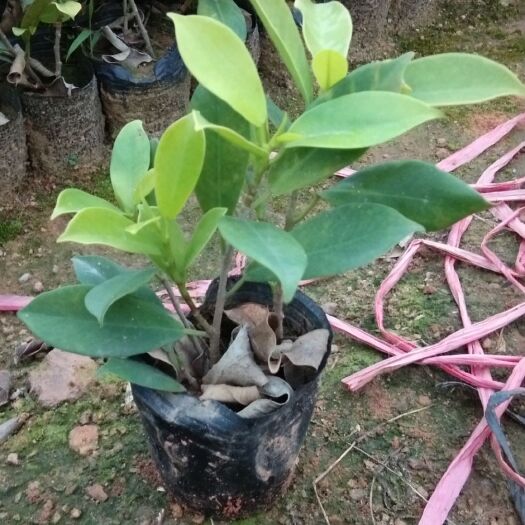 东莞市金叶榕