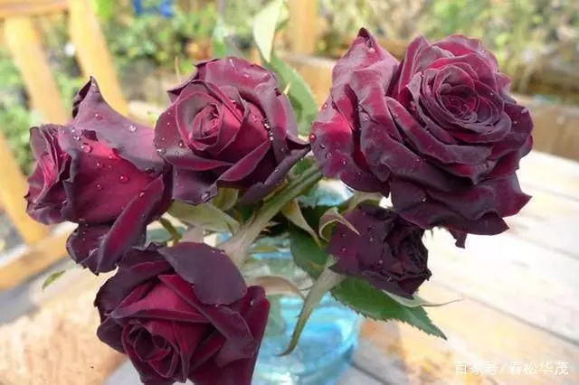 黑玫瑰 供应鲜花 小苗 大苗