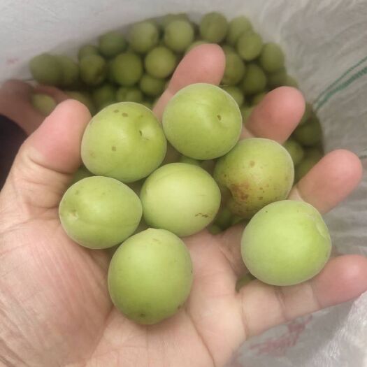大新县 大量供应酸梅果可日供两到三万斤，本地特产可代收，手续两毛一斤