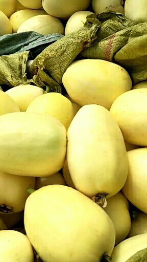 星甜24甜瓜,新鲜采摘,条形个大,含糖量18以上,口感脆甜