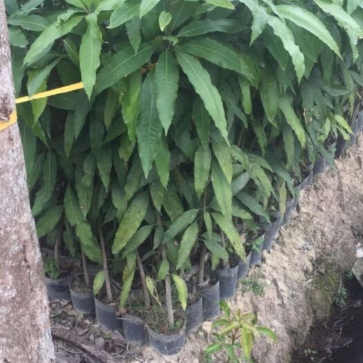普宁市芒果直生苗（实生苗）