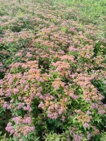 定州市 舍焰绣线菊