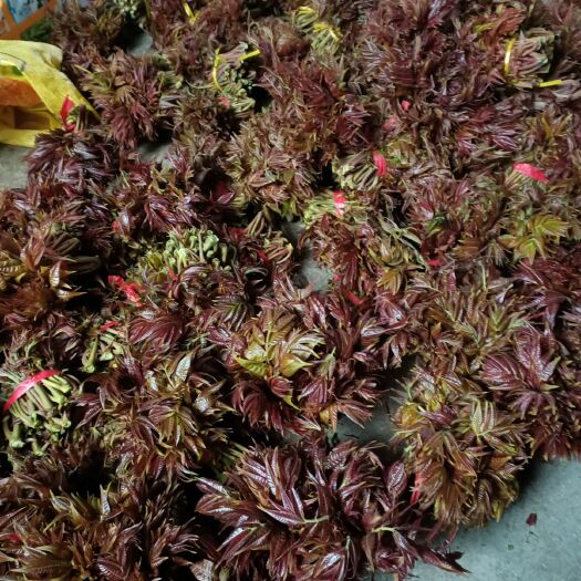 新泰市泰安新泰露天头茬香椿芽大量供应