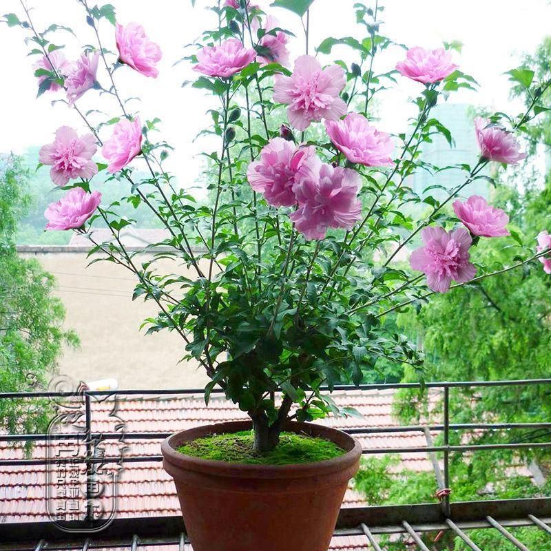  园林绿化花卉苗木 木槿花苗 庭院篱笆植物 可盆栽 木菊花 花