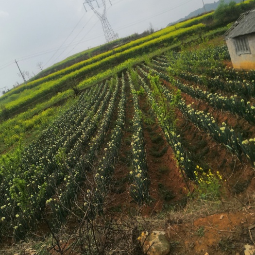 关岭县长白大葱 质量非常好  价格便宜