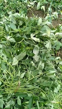 紫薯种  徐紫八号  紫薯苗  日本凌紫  紫罗兰