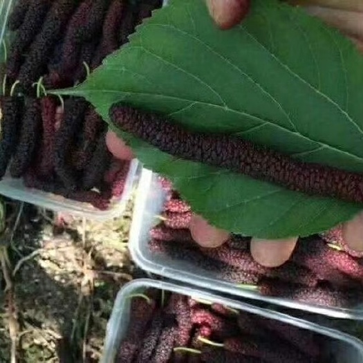 鄱阳县长果桑苗  长桑 桑椹果苗嫁接苗批发
