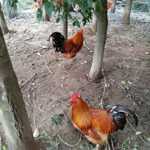 信宜市 农家土鸡
