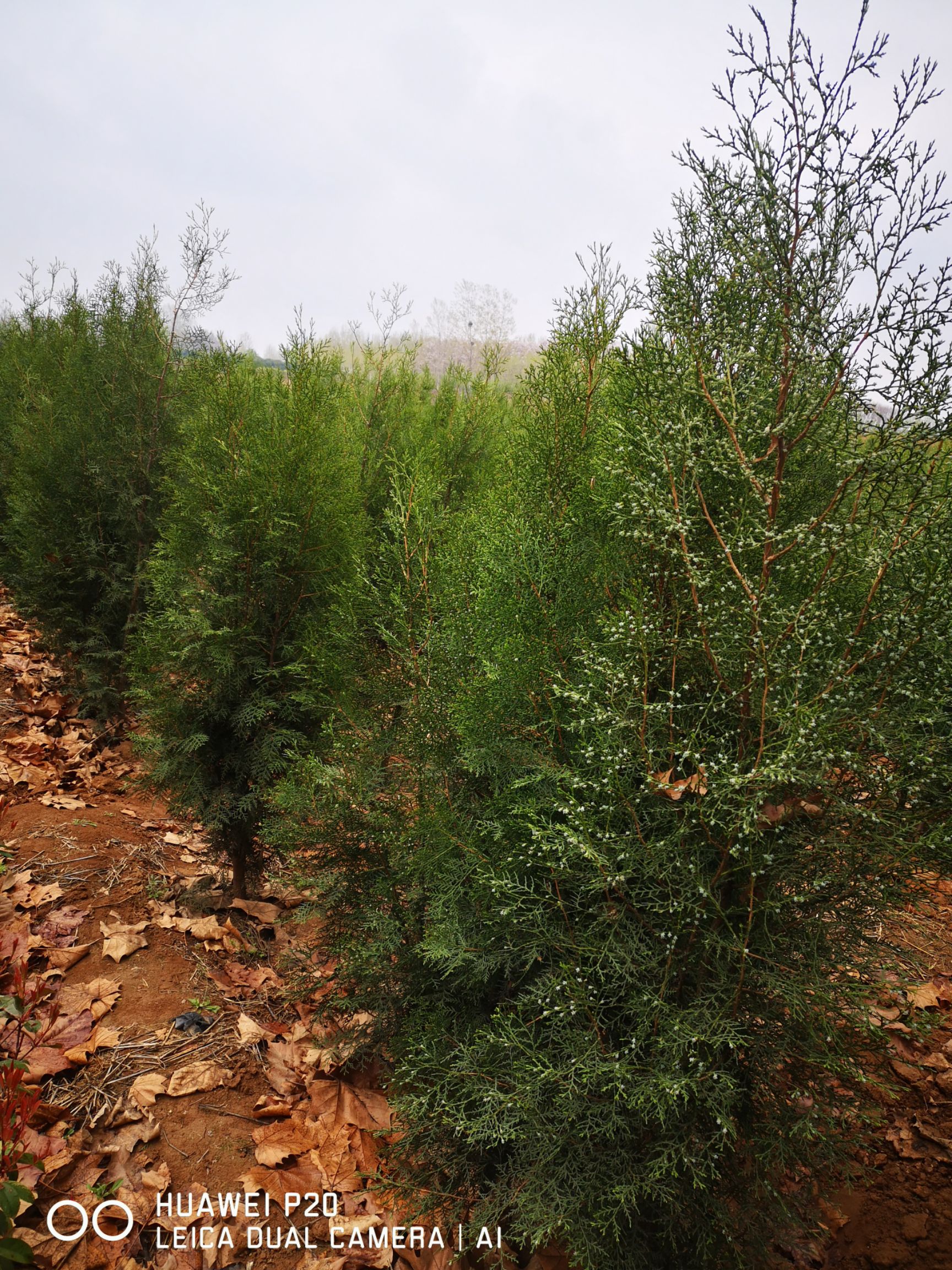 窄冠侧柏 侧柏，百亩基地大量出售