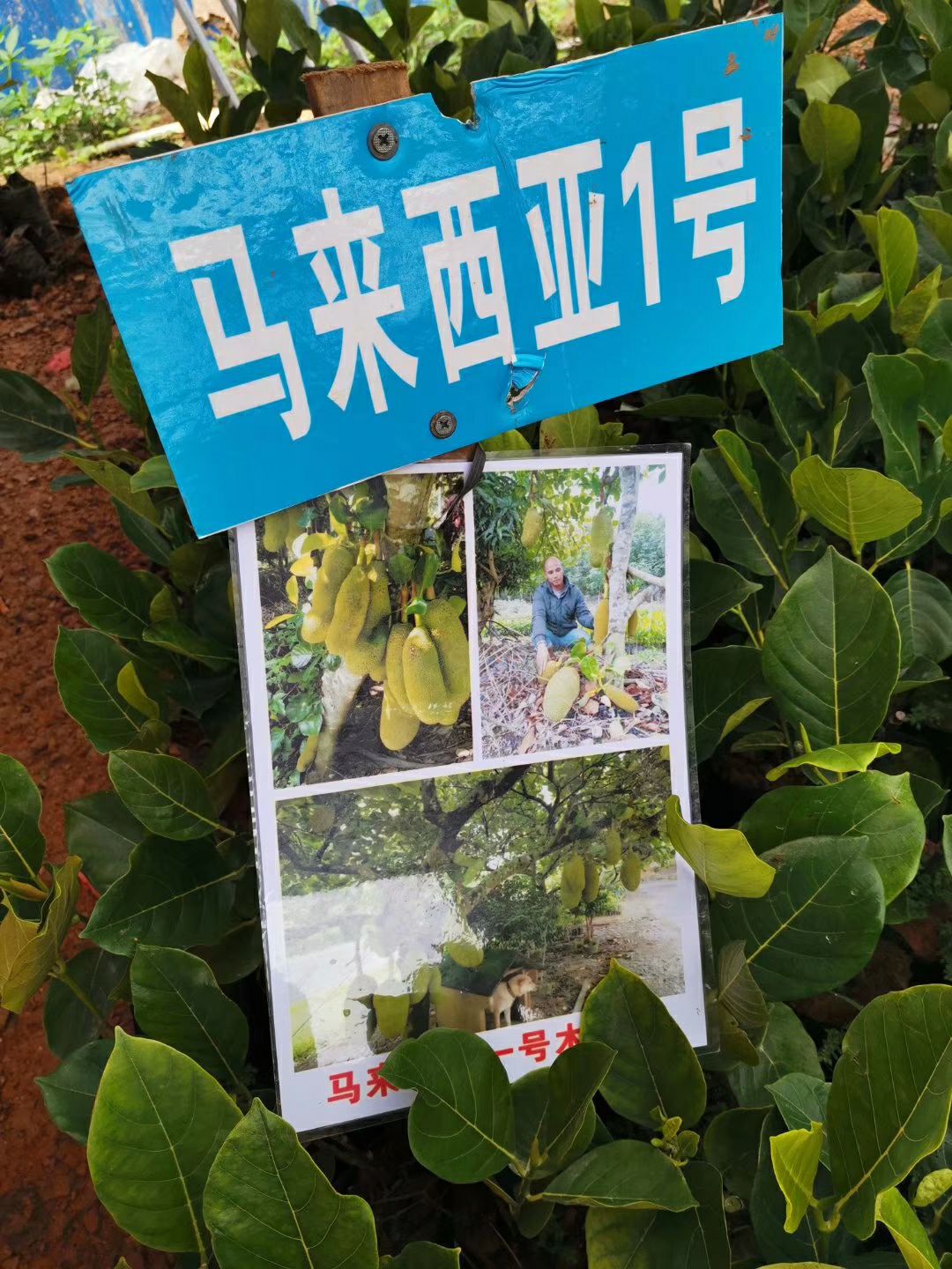 灵山县 菠萝蜜苗