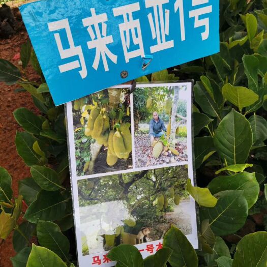 灵山县 菠萝蜜苗