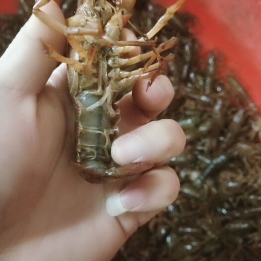 德清县 价廉物美青壳小龙虾，大小都有