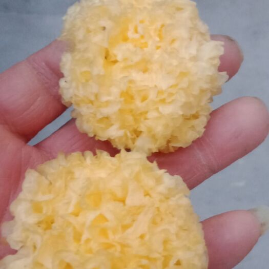 古田县椴木银耳  上等品质人工种植的椴木本色小银耳，分为黄色的，白色的小银耳