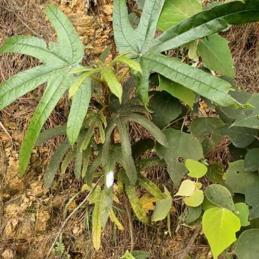 都安县五指毛桃 原生山中草药绞股蓝虎舌红盆景虎耳草等等各种草药材