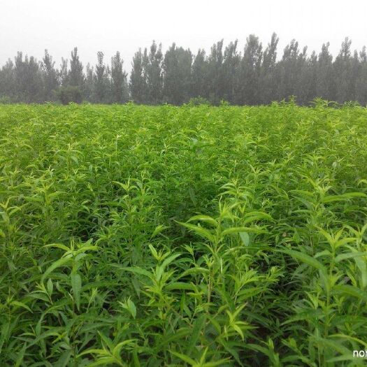 南阳 0.5以上毛桃苗基地大量供应，价格低，成活率高可视频看货