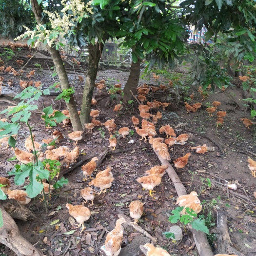 兴业县阉鸡苗 公