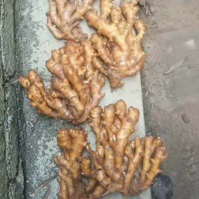 汝城县生姜  精品二黄姜，尖货