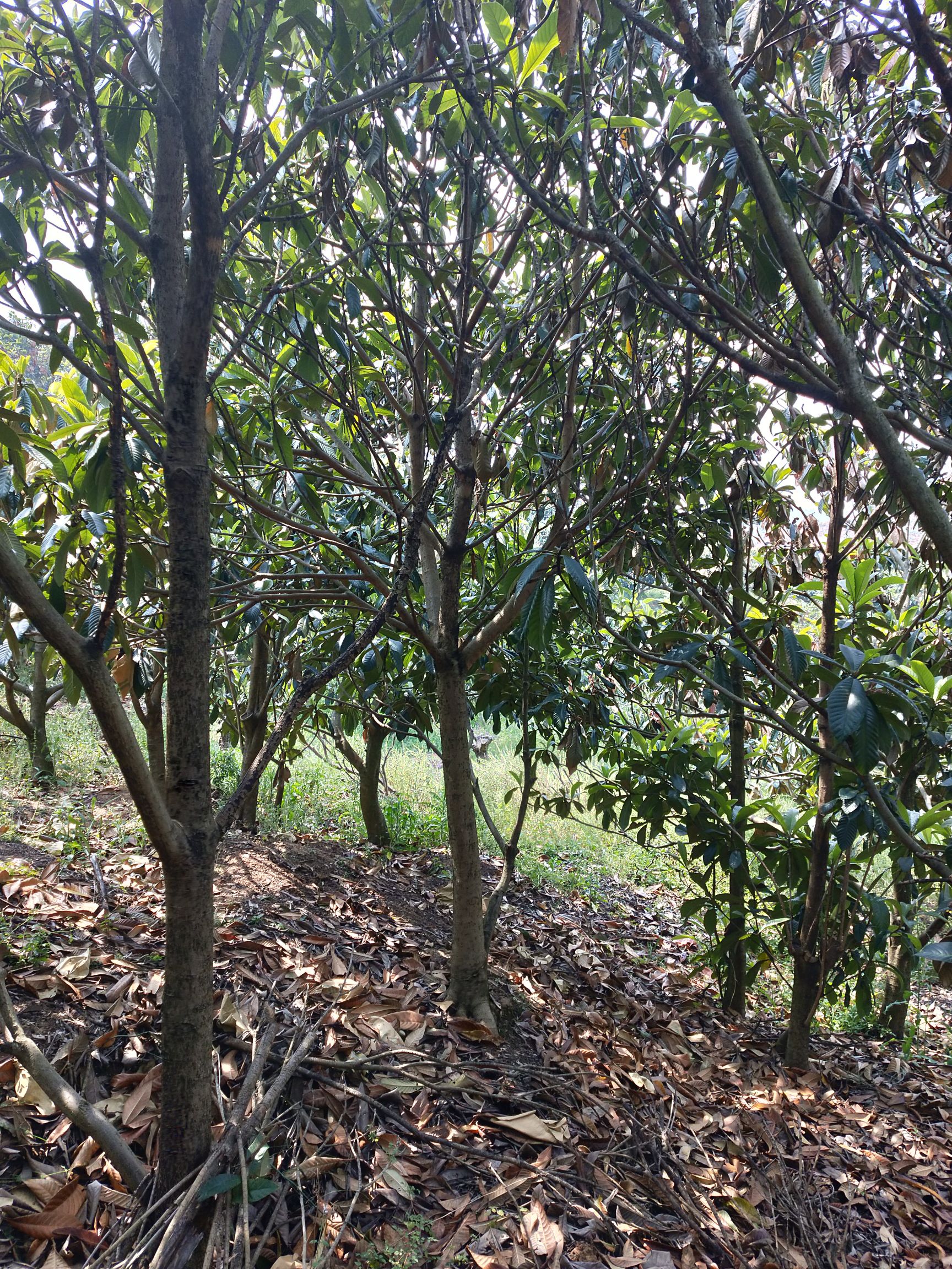 贵妃枇杷苗 精品枇杷树5-10公分以上，需要的赶紧联系我，价格优惠