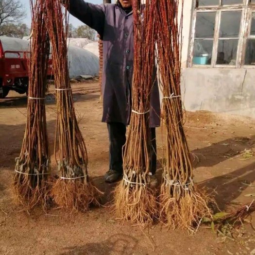 盖州市蜂糖李树苗 大红袍李子苗