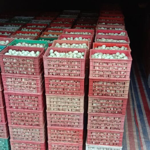 安远县青皮鸭蛋 食用 箱装