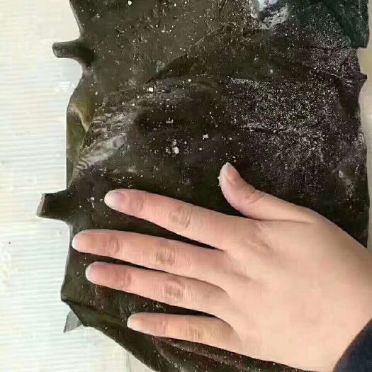 荣成市荣成海带