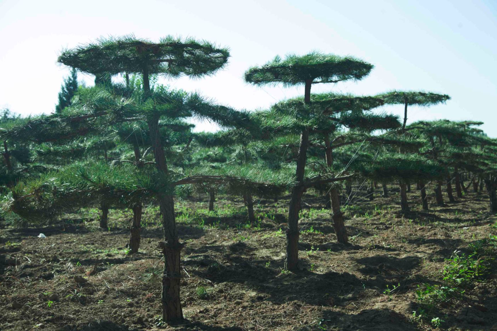 造型松树 出售造型油松5o0棵