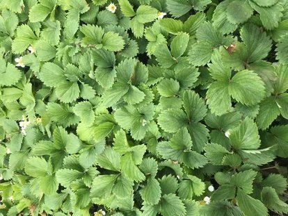 五华县 草莓苗四季草莓苗盆栽地栽阳台南北方种植当年结果攀援奶油草莓