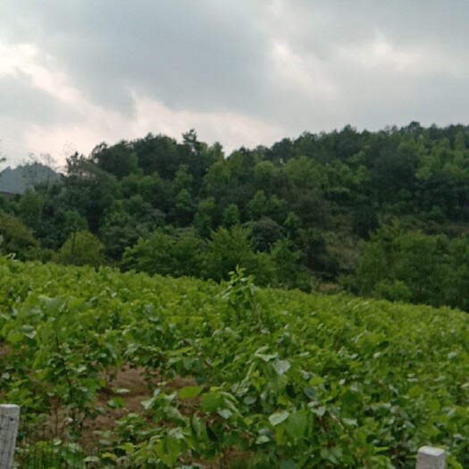 天等县大十桑葚 春回大地，鸟语花香！一年一度的桑果成熟的季节又到了，欢迎品尝