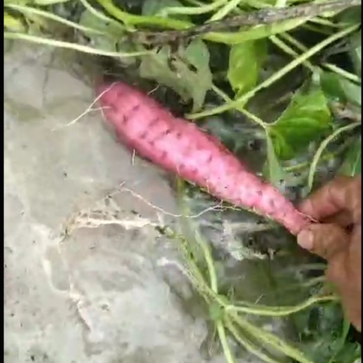  海南省土特产东方红薯