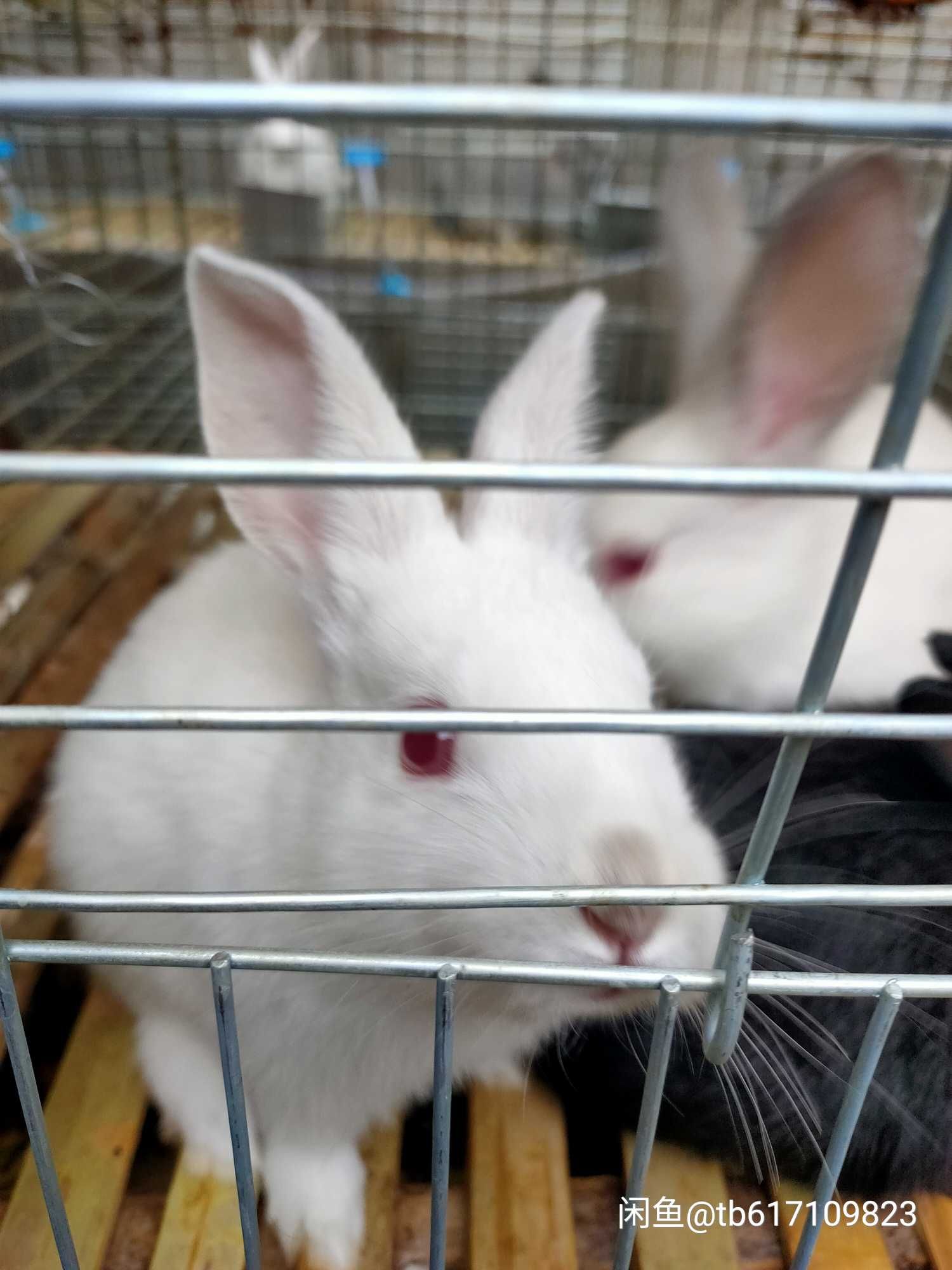 肉兔 5斤以上