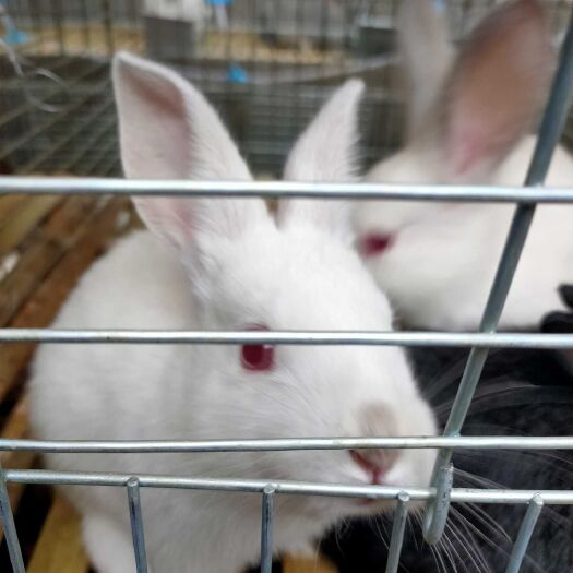 冕宁县肉兔 5斤以上