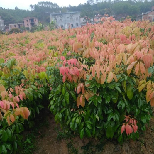 浦北县仙进奉荔枝苗 荔枝新品种仙进奉苗木强势上市.