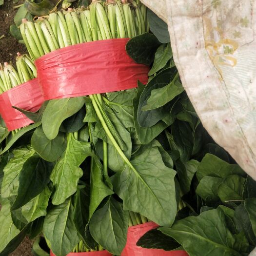 泰安大叶菠菜 20~25cm