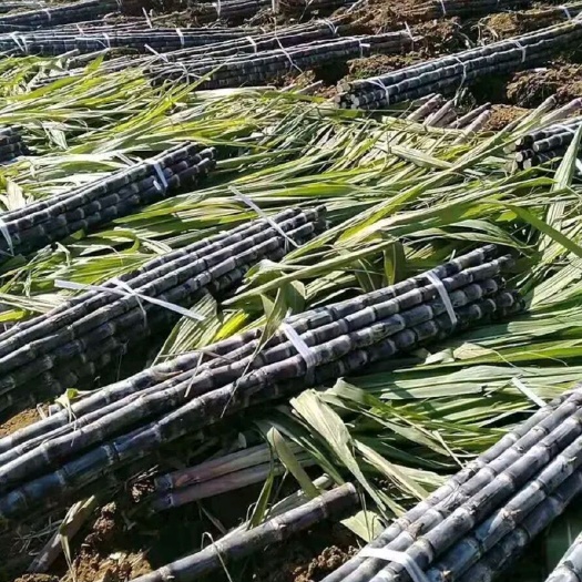 黑皮甘蔗 农村老家自种，都是用农家肥，无打药、无化学、生态健康食品！