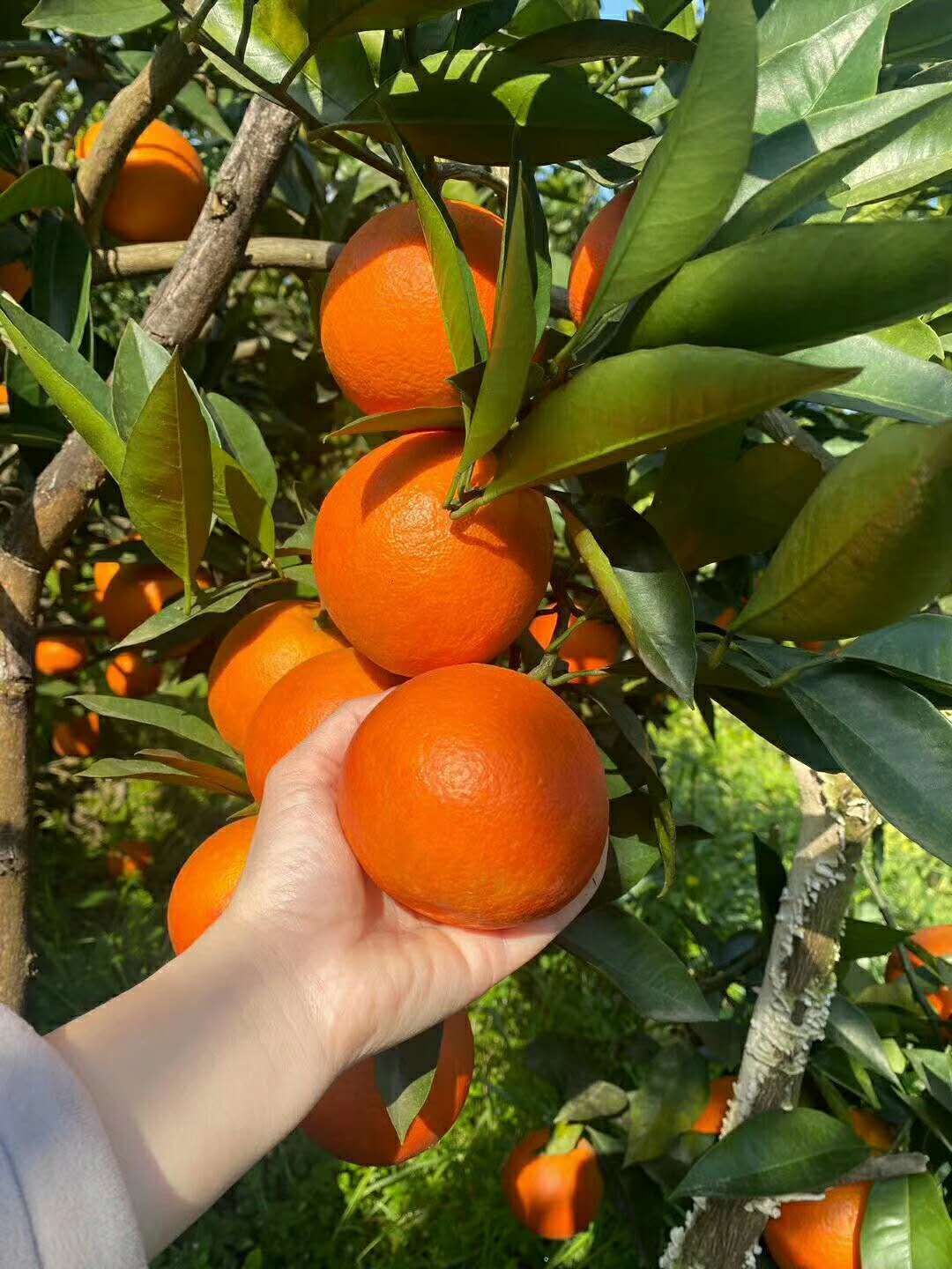 塔罗科血橙 万州红玉血橙自家种植现摘现发绝不打蜡泡药天然水果低价处理