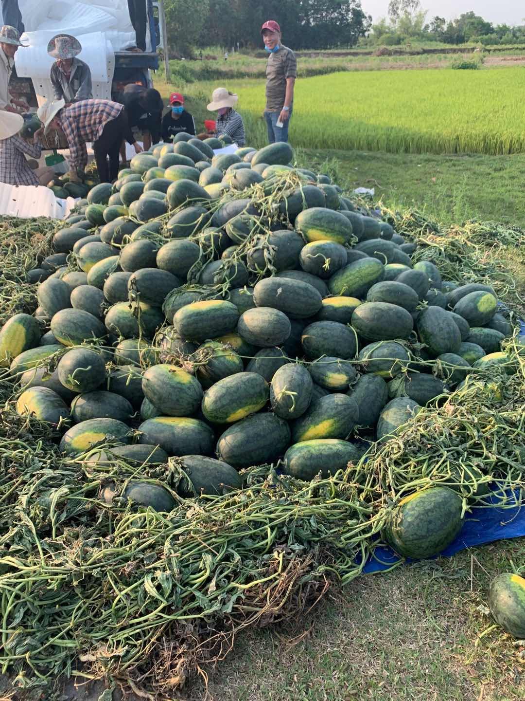 黑美人西瓜 水果多各式各样的都有欢迎来电