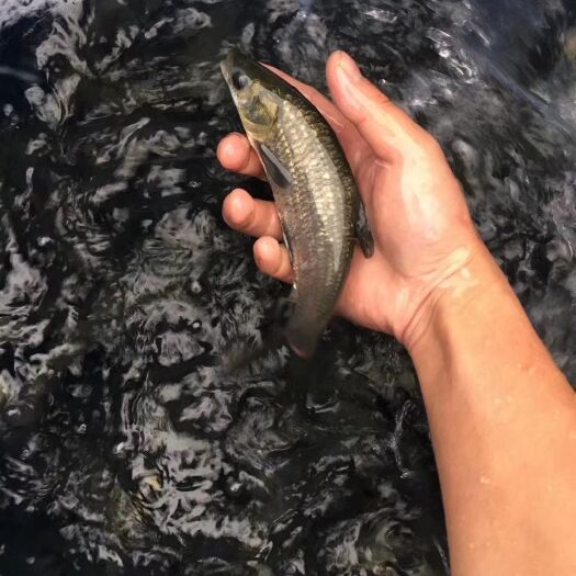 资阳青鱼苗  ，黑院鱼鱼，螺丝青，